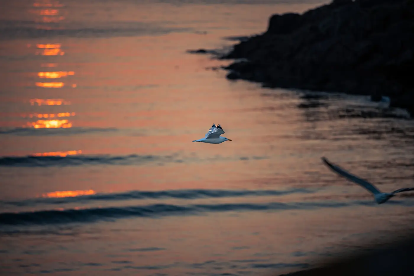 Dos gaviotas vuelan bajo sobre el mar teñido de rosa y naranja por la puesta de sol, junto a las rocas de la costa de A Coruña